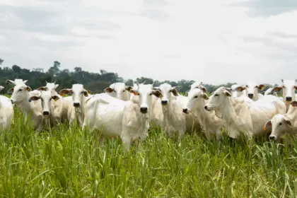 Caravana do Agro Exportador debate oportunidades para pecuária goiana no mercado internacional