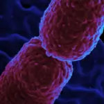 Hospital em Campinas restringe atendimento para conter superbactéria