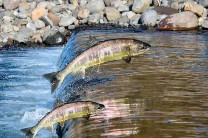 Regras que pescador precisa observar com o fim da piracema