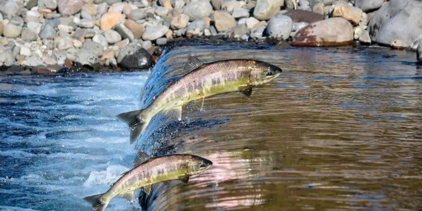 Regras que pescador precisa observar com o fim da piracema