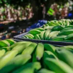 Agrodefesa orienta produtores sobre transporte interestadual de banana