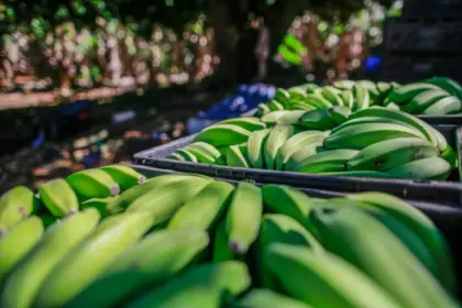 Agrodefesa orienta produtores sobre transporte interestadual de banana