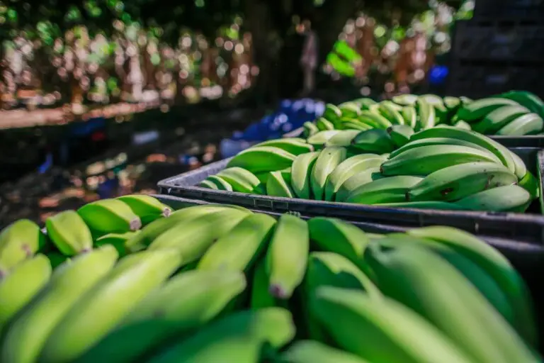 Agrodefesa orienta produtores sobre transporte interestadual de banana