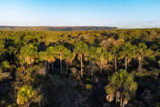 Semad vence premiação internacional com PSA Cerrado em Pé