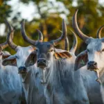 Emater e ABCZ realizam feira Pró-Genética em Cabeceiras