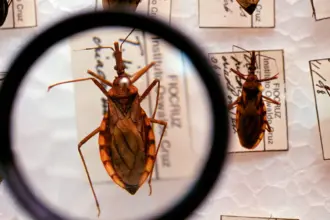Saúde anuncia R$ 12 milhões para enfrentamento da doença de Chagas