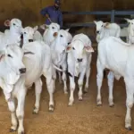 Goiás deve movimentar R$ 23,7 bilhões com bovinocultura em 2026