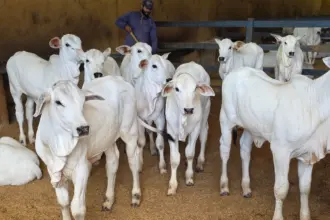 Goiás deve movimentar R$ 23,7 bilhões com bovinocultura em 2026