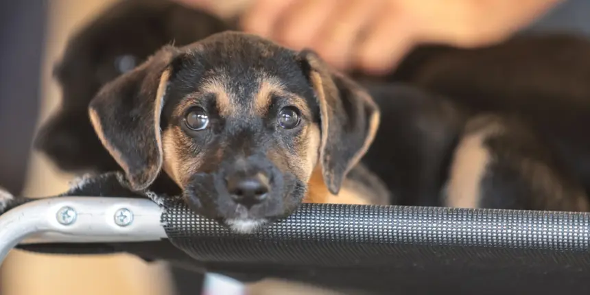 Governo abre consulta pública sobre genéricos e similares veterinários Governo abre consulta pública sobre genéricos e similares veterinários