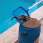 Bombeiros resgatam gambá em piscina no Bairro Carrilho, em Goianésia