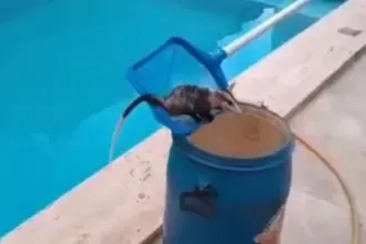 Bombeiros resgatam gambá em piscina no Bairro Carrilho, em Goianésia