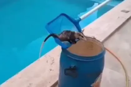Bombeiros resgatam gambá em piscina no Bairro Carrilho, em Goianésia