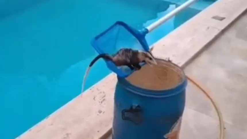 Bombeiros resgatam gambá em piscina no Bairro Carrilho, em Goianésia