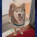 Utilidade Pública: Procura-se por cadela que desapareceu no Jardim do Cerrado