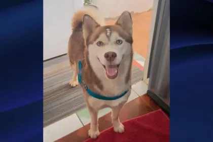 Utilidade Pública: Procura-se por cadela que desapareceu no Jardim do Cerrado