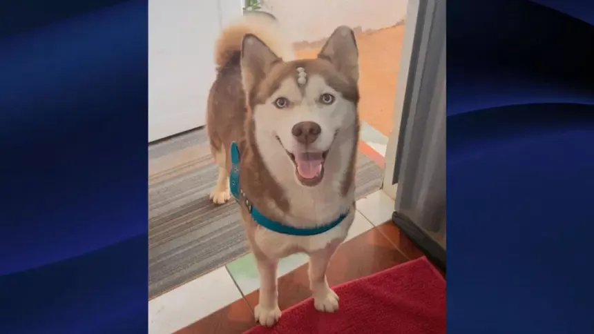 Utilidade Pública: Procura-se por cadela que desapareceu no Jardim do Cerrado