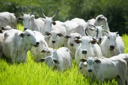 Semana de Combate e Prevenção à Brucelose Bovina começa dia 25