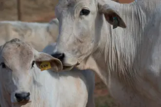 Agrodefesa prorroga prazo da Declaração de Rebanho até 10 de junho em Goiás