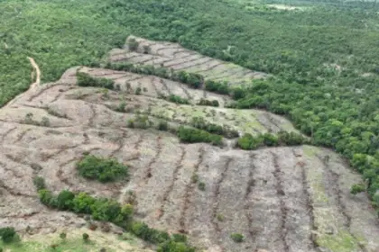 Desmatamento em Goiás cai 44%, aponta Mapbiomas