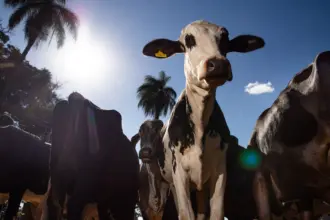 União Europeia oficializa veto a carne brasileira a partir de setembro