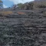 Bombeiros controlam incêndio florestal que atingiu 182 hectares em Goianésia