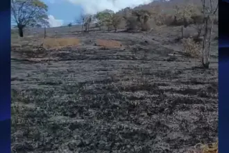 Bombeiros controlam incêndio florestal que atingiu 182 hectares em Goianésia