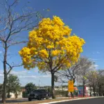 Ipês floridos transformam avenidas de Goianésia em cenário de beleza