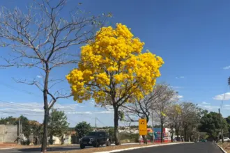 Ipês floridos transformam avenidas de Goianésia em cenário de beleza