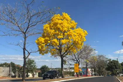 Ipês floridos transformam avenidas de Goianésia em cenário de beleza