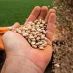 Produção goiana de feijão consolida segundo lugar em produtividade no Brasil
