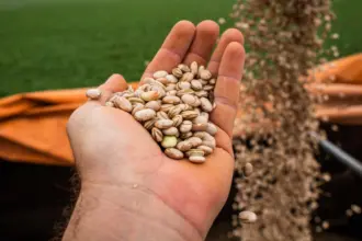 Produção goiana de feijão consolida segundo lugar em produtividade no Brasil