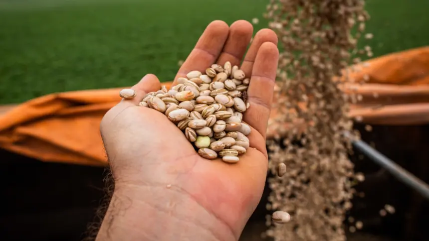 Produção goiana de feijão consolida segundo lugar em produtividade no Brasil Produção goiana de feijão consolida segundo lugar em produtividade no Brasil