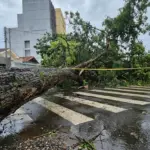 Chuva forte causa queda de árvores e mobiliza Defesa Civil em Anápolis
