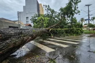 Chuva forte causa queda de árvores e mobiliza Defesa Civil em Anápolis