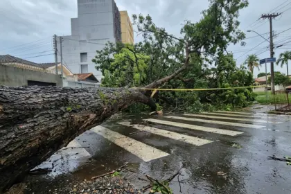 Chuva forte causa queda de árvores e mobiliza Defesa Civil em Anápolis