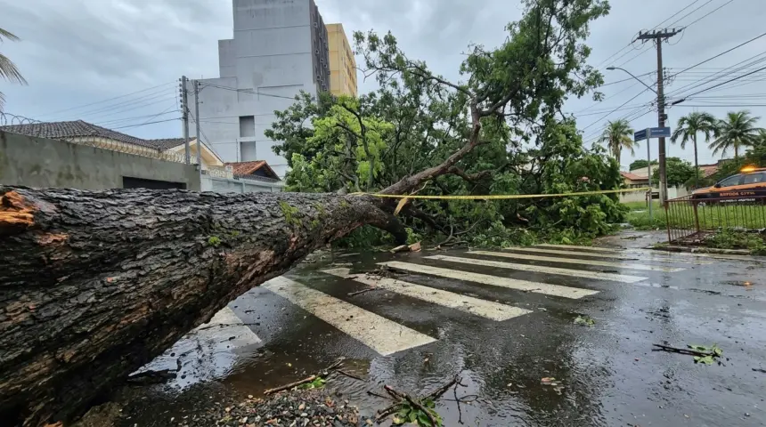 Chuva forte causa queda de árvores e mobiliza Defesa Civil em Anápolis Chuva forte causa queda de árvores e mobiliza Defesa Civil em Anápolis