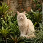 Tutora mantém buscas por gato desaparecido há um ano no Parque Amazônia