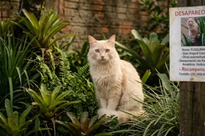 Tutora mantém buscas por gato desaparecido há um ano no Parque Amazônia